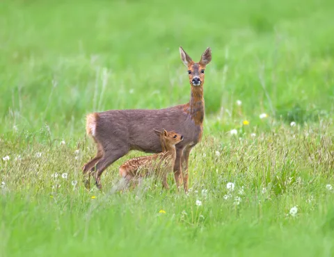 a family of deer in the grass