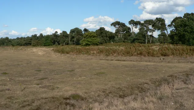 Lowland dry acid grassland