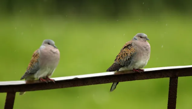 Turtle doves