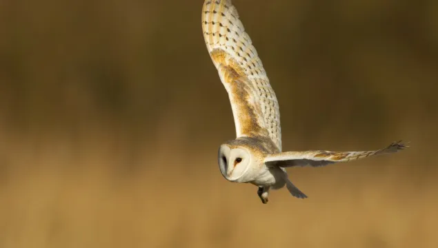 Barn owl © Danny Green, 2020VISION