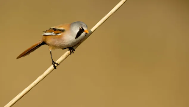 Bearded tit