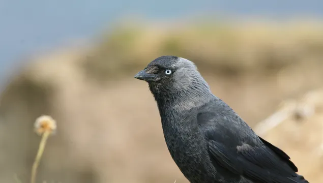 Jackdaw