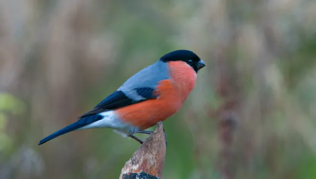 Bullfinch