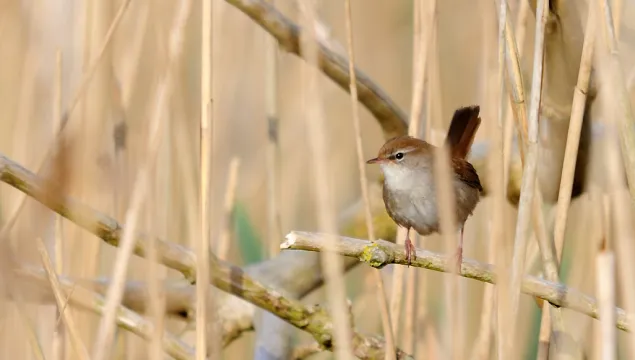 Cetti's warbler