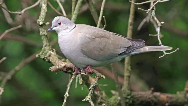 Collared dove