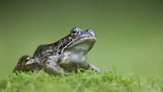 Common frog