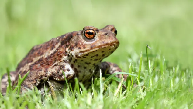 Common toad