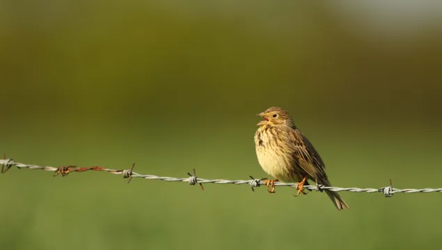 Corn Bunting