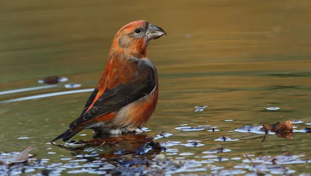 Crossbill