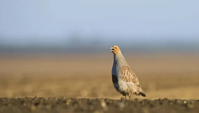 Grey partridge
