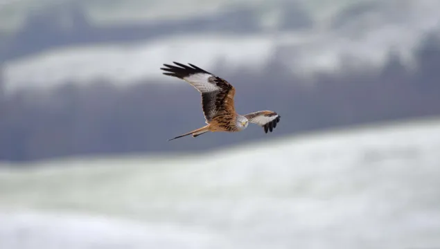 Red kite in flight