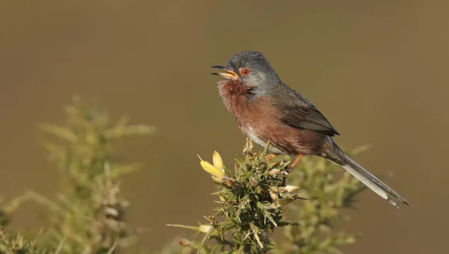 Dartford warbler