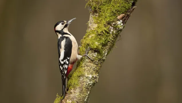 Great spotted woodpecker