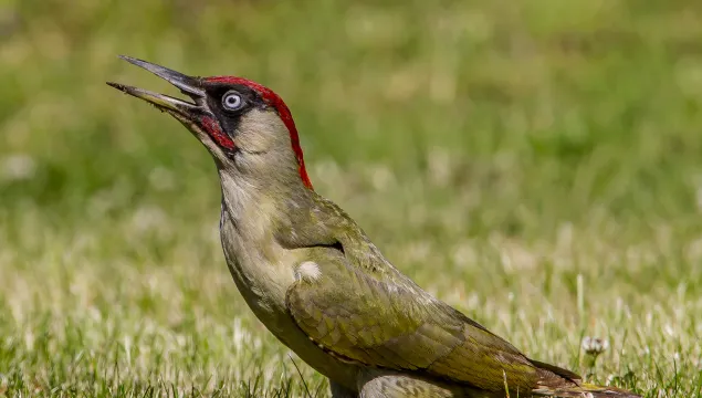 Green woodpecker