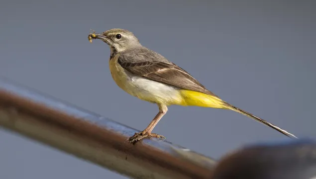 Grey wagtail