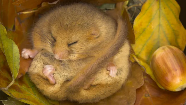 Hazel dormouse