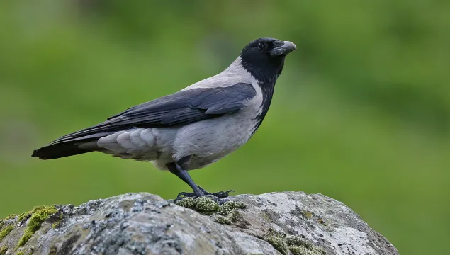 Hooded Crow