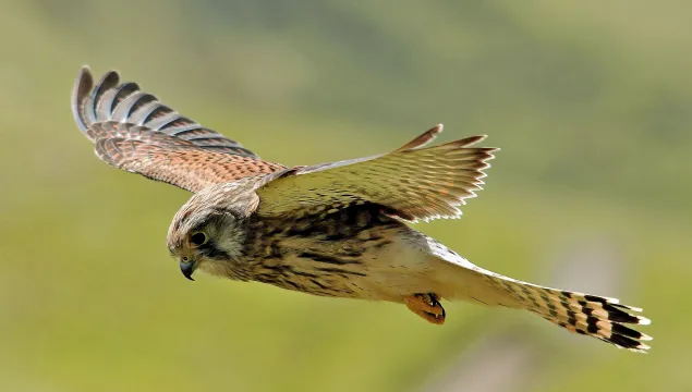 A kestrel hovering above a grassland. It's a fairly small bird of prey, with brown wings and a creamy body with dark streaks down the breast.