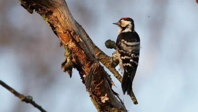 Lesser spotted woodpecker