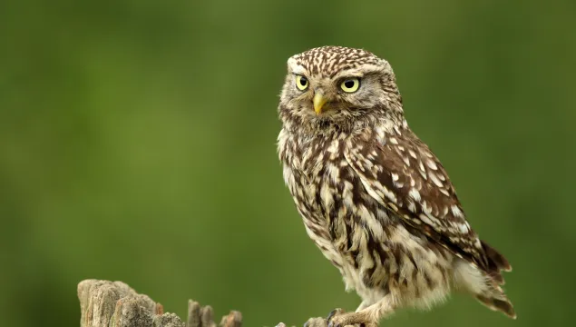 Little owl