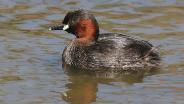 Little Grebe