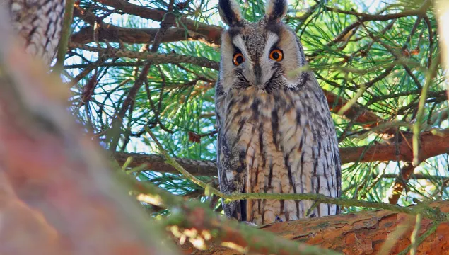 Long-eared owl