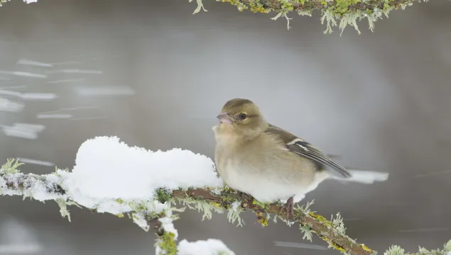 Chaffinch female