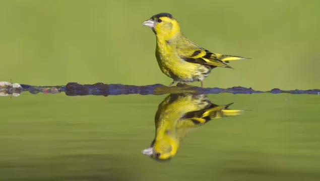 Siskin 