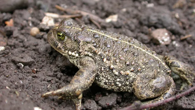 Natterjack Toad