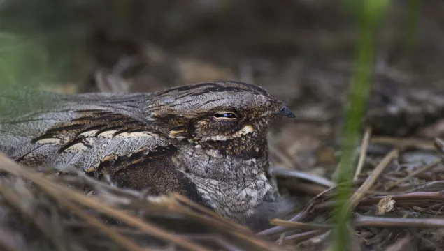 A nightjar nestled on the ground.