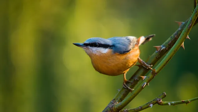 Nuthatch
