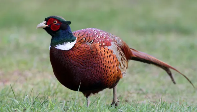 Pheasant male