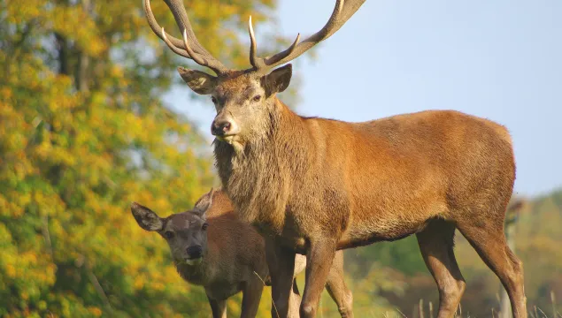 Two red deer, one stag with huge antlers, standing in the sun.