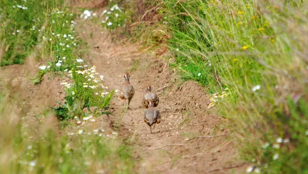 A covey of red-legged partridges running along the edge of a track