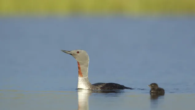 Red-throated Diver (summer-plumaged) and chick