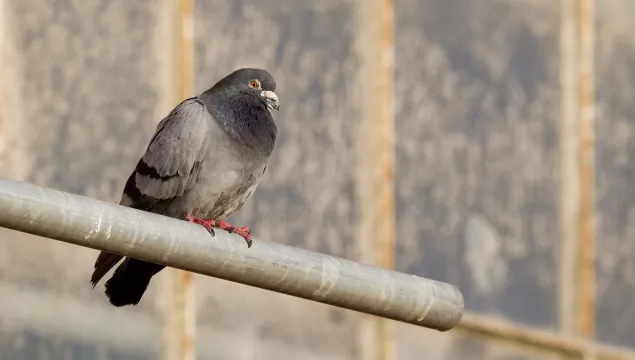 Rock dove/Feral pigeon