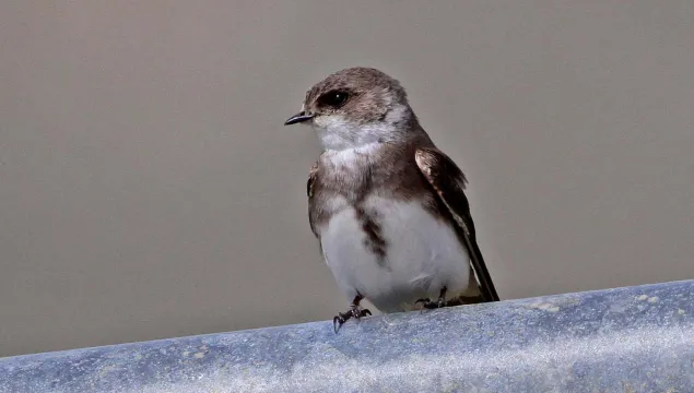 Sand martin