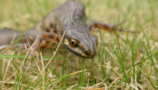 Smooth newt