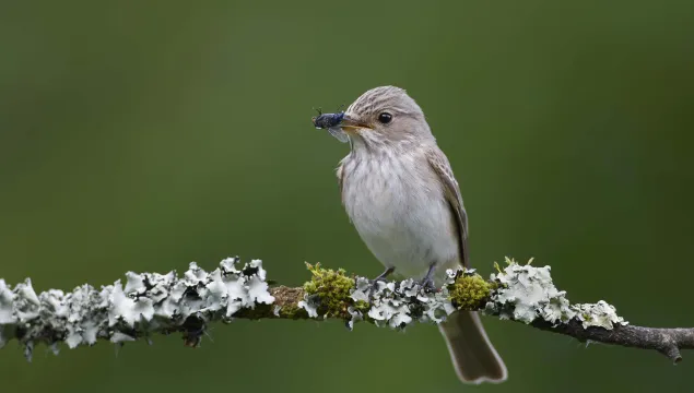 Spotted flycatcher