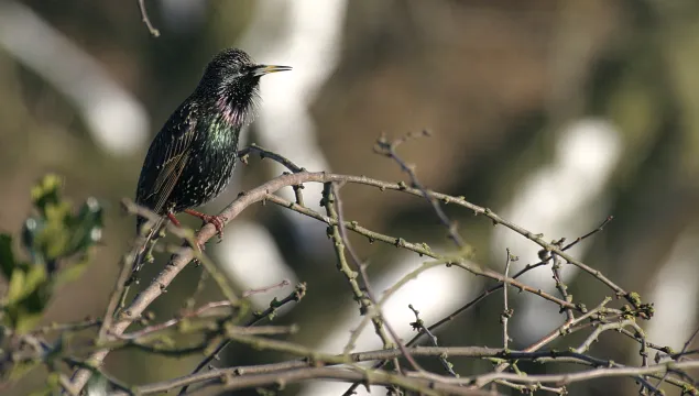 Starling