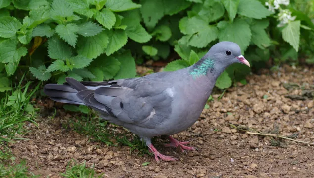 Stock dove