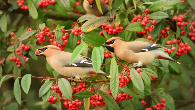 Waxwing