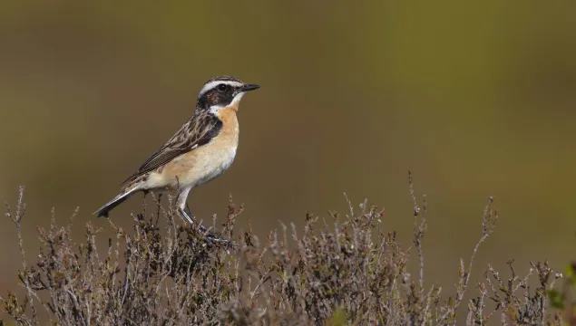 Whinchat