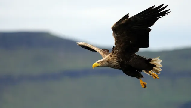 White-tailed eagle in flight