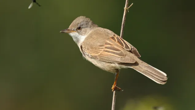 Whitethroat