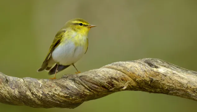 Wood warbler