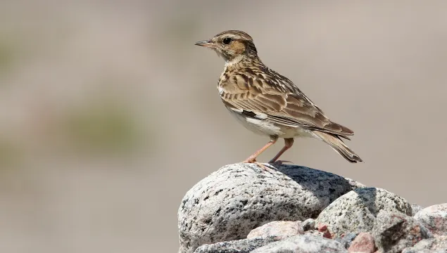 Woodlark