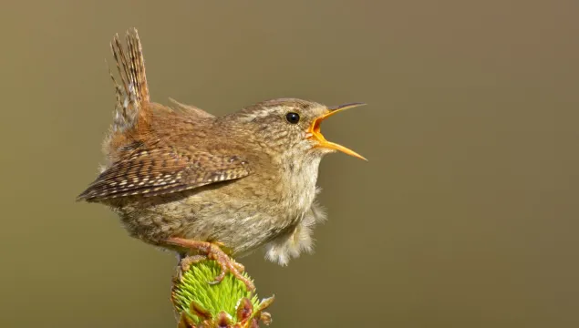 Wren