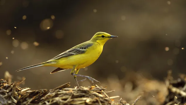 Yellow wagtail