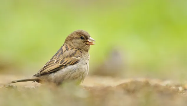 House sparrow